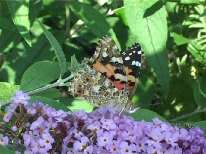 Distelfalter ( Vanessa cardui ), Flügelunterseite, auf Sommerflieder : Moers, in unserem Garten, 24.07.2009